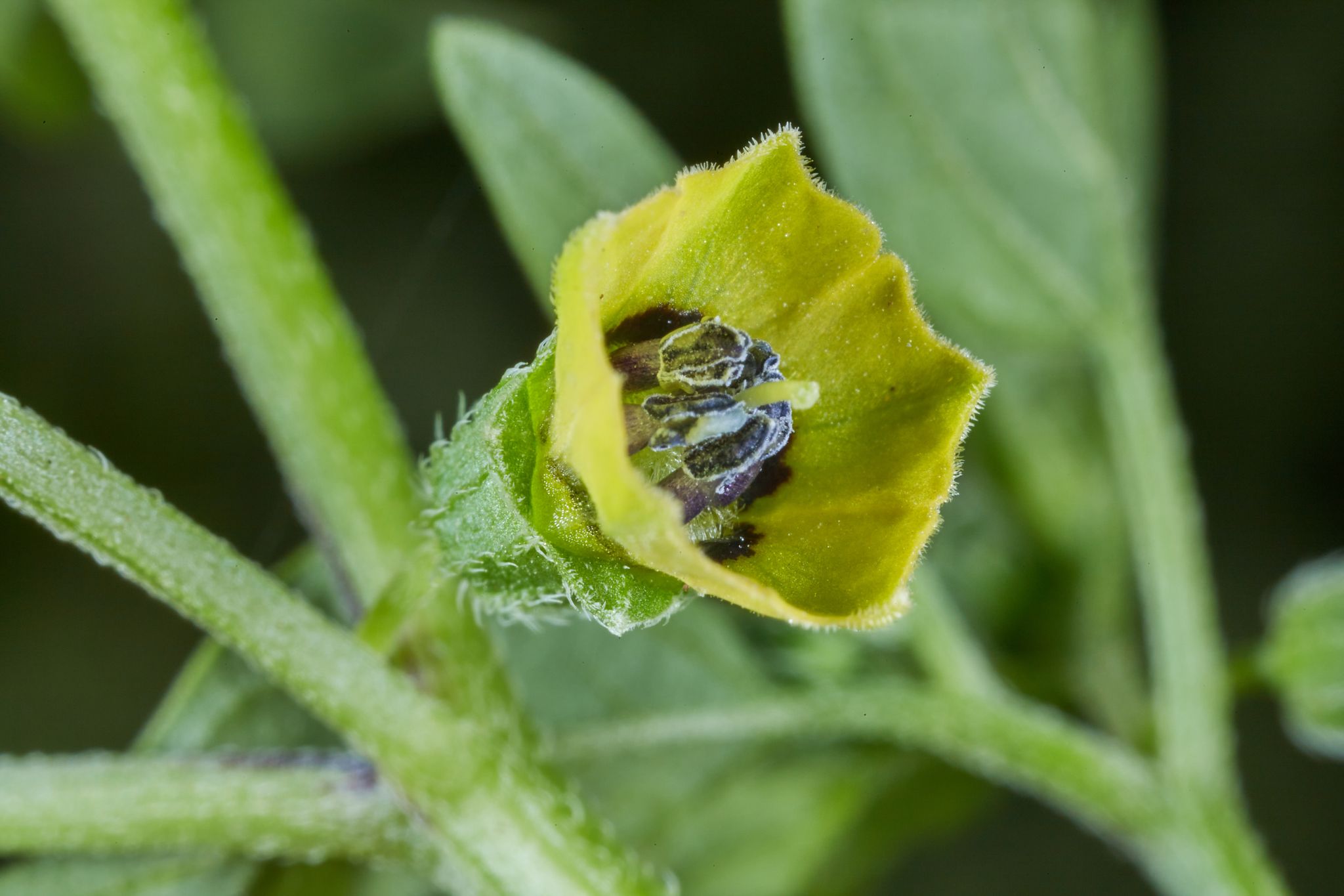 Physalis lagascae
