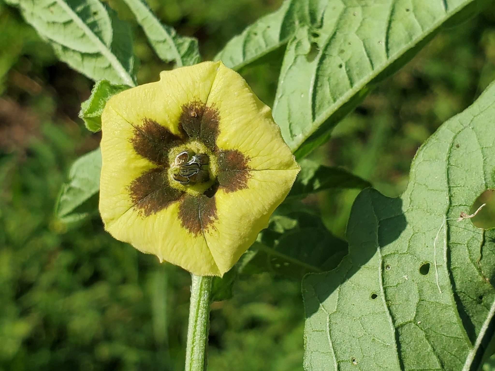 Physalis longifolia