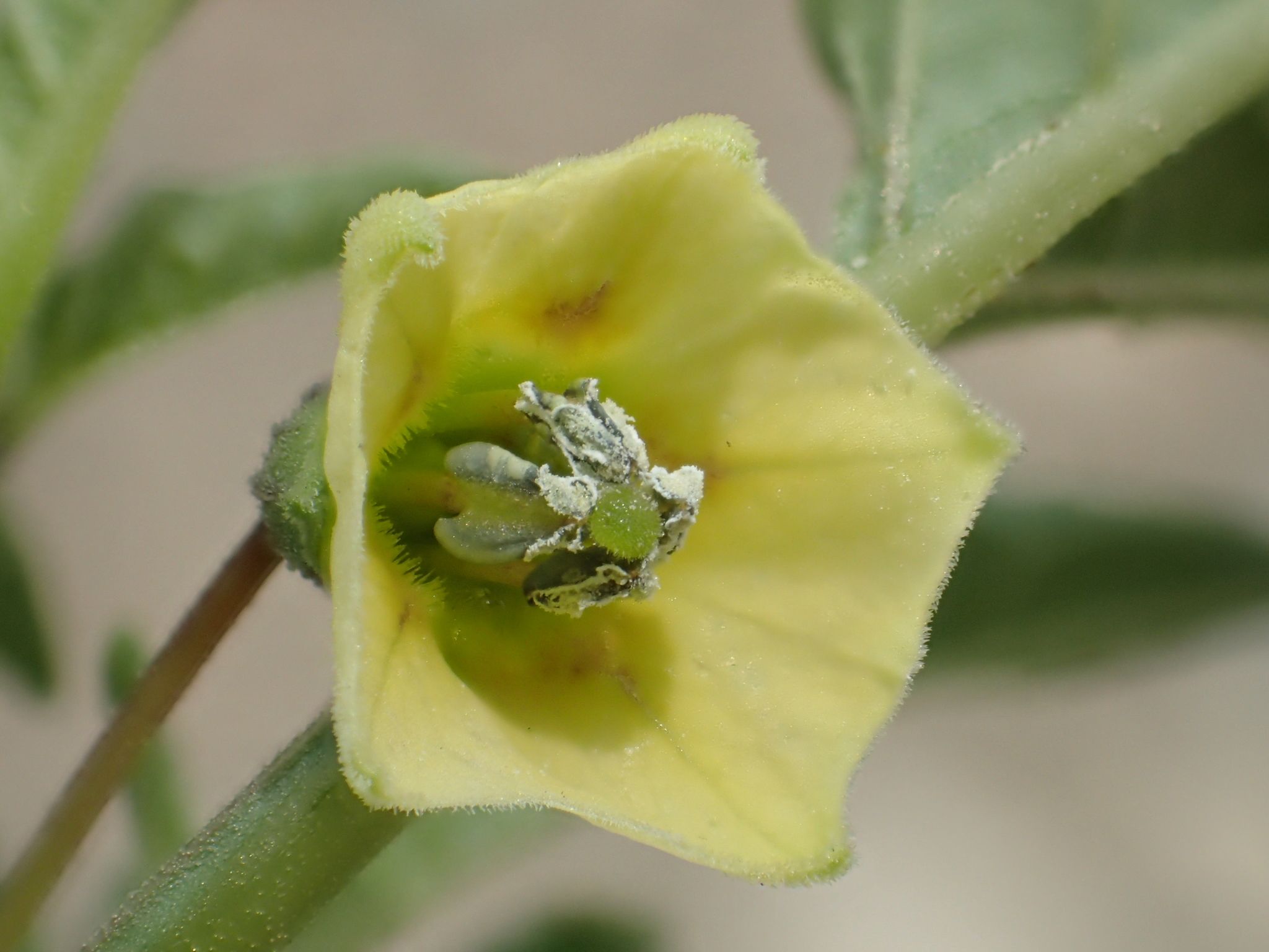 Physalis minima