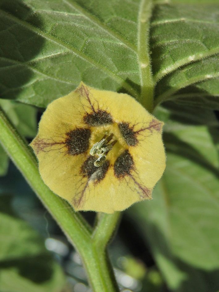 Physalis peruviana