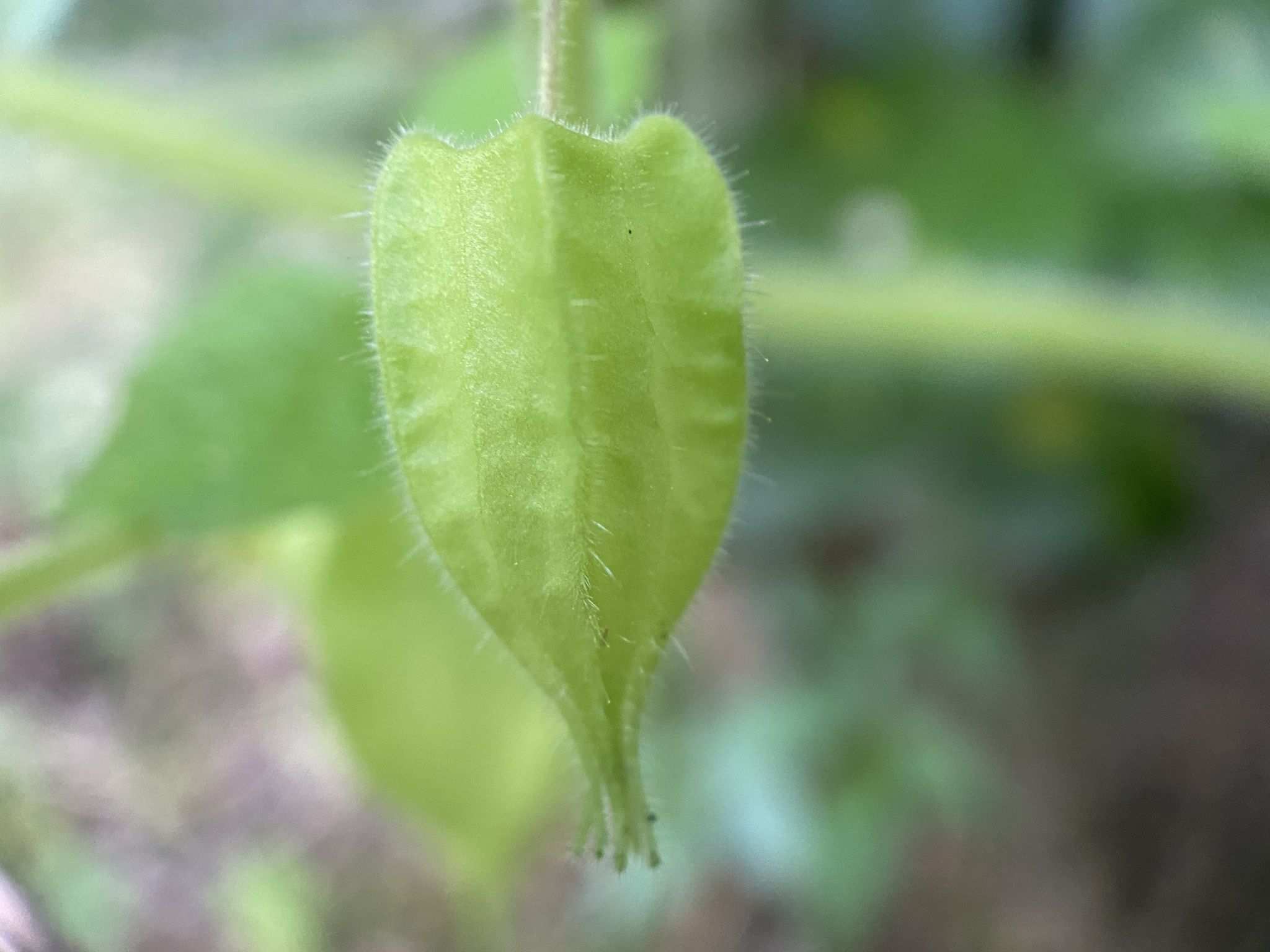Physalis pubescens