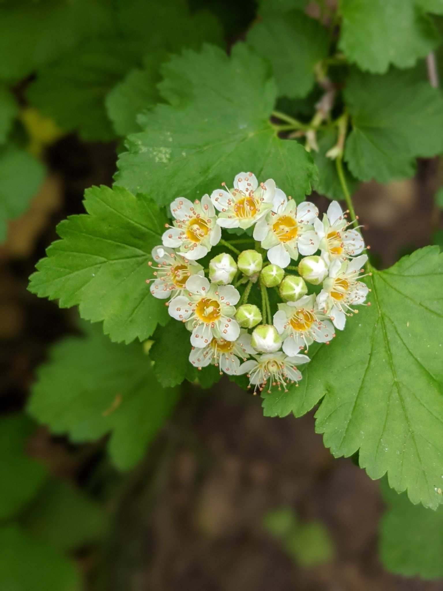 Physocarpus malvaceus
