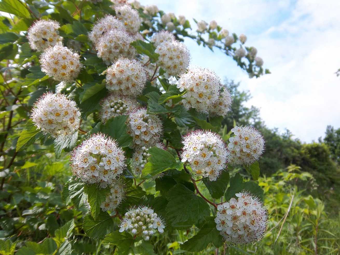 Physocarpus opulifolius