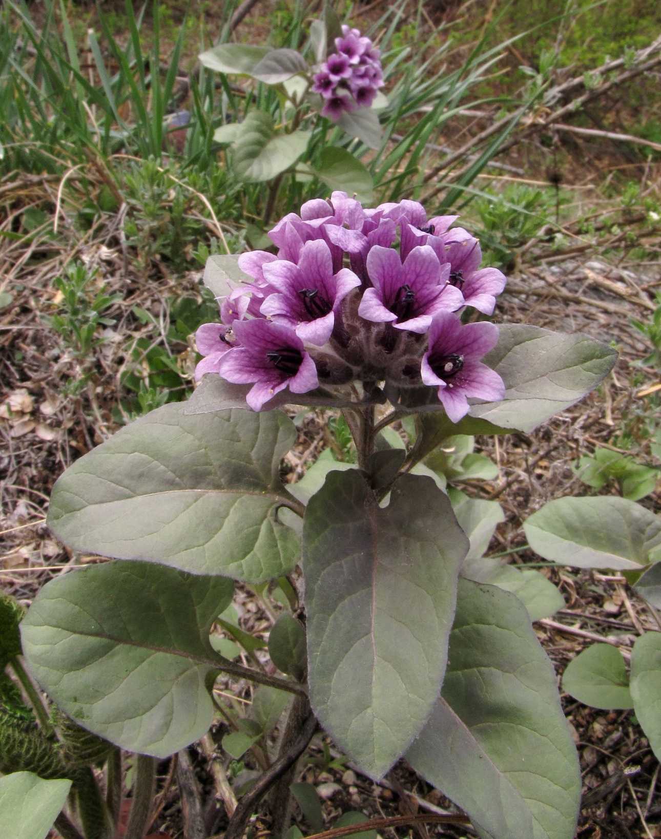 Physochlaina physaloides