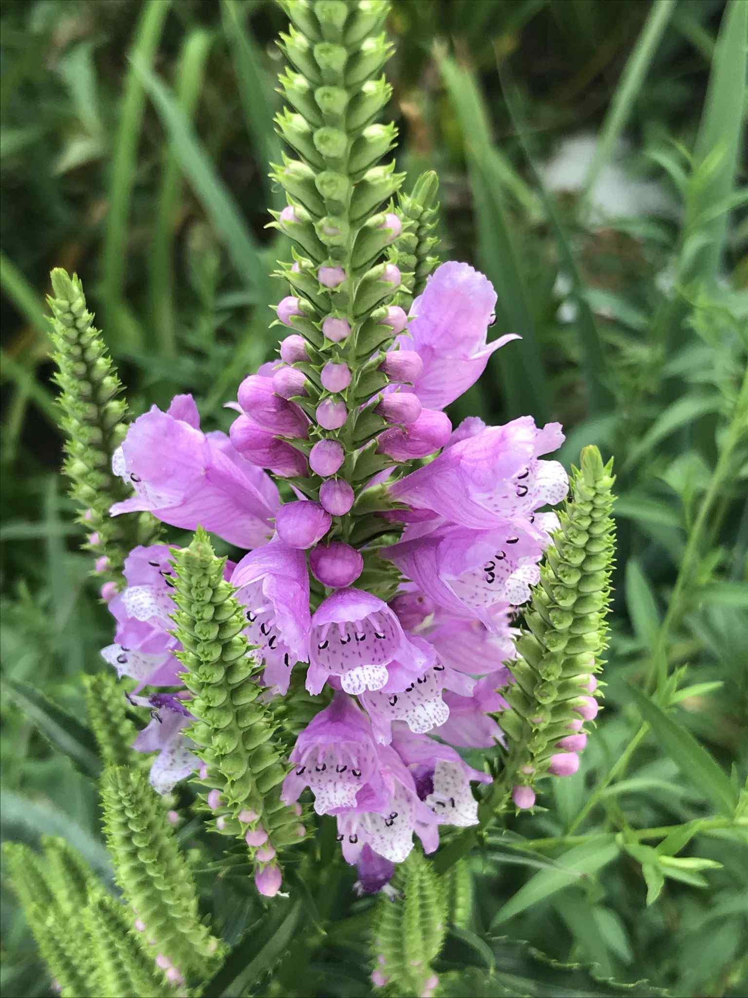 Physostegia virginiana