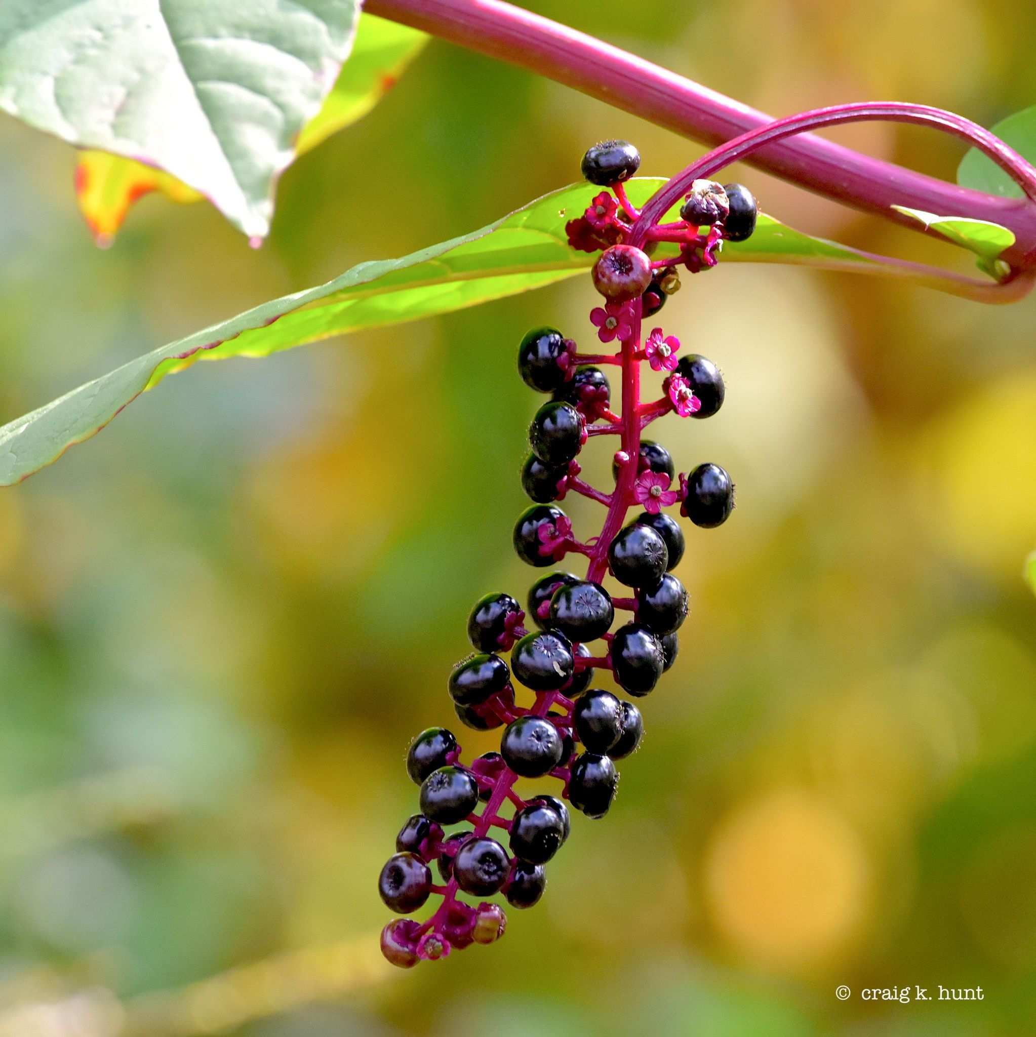 Phytolacca americana