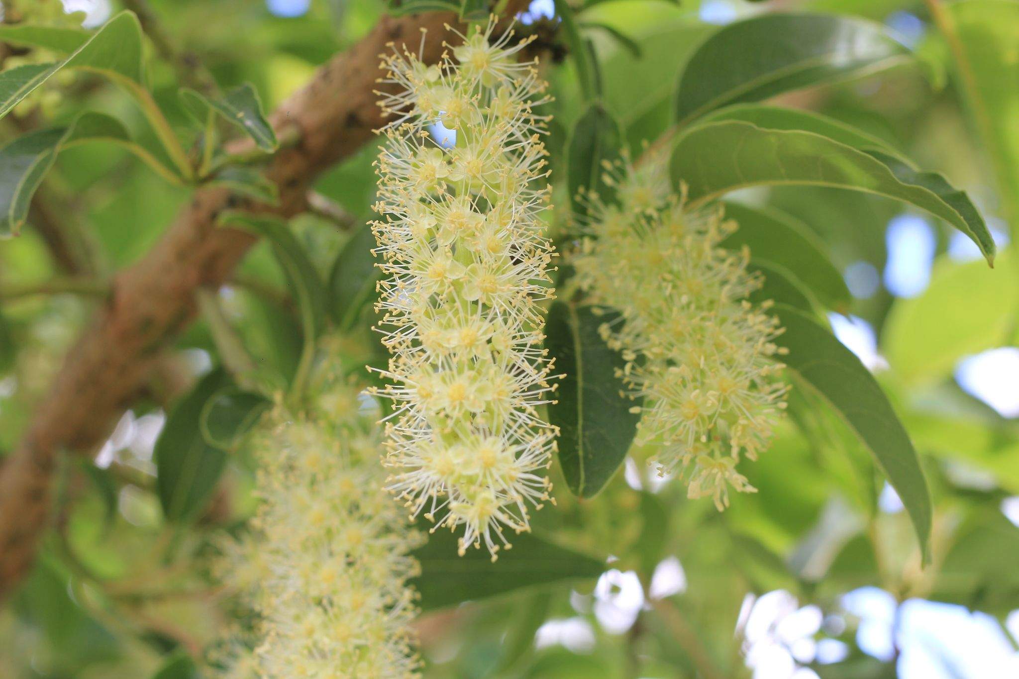 Phytolacca dioica