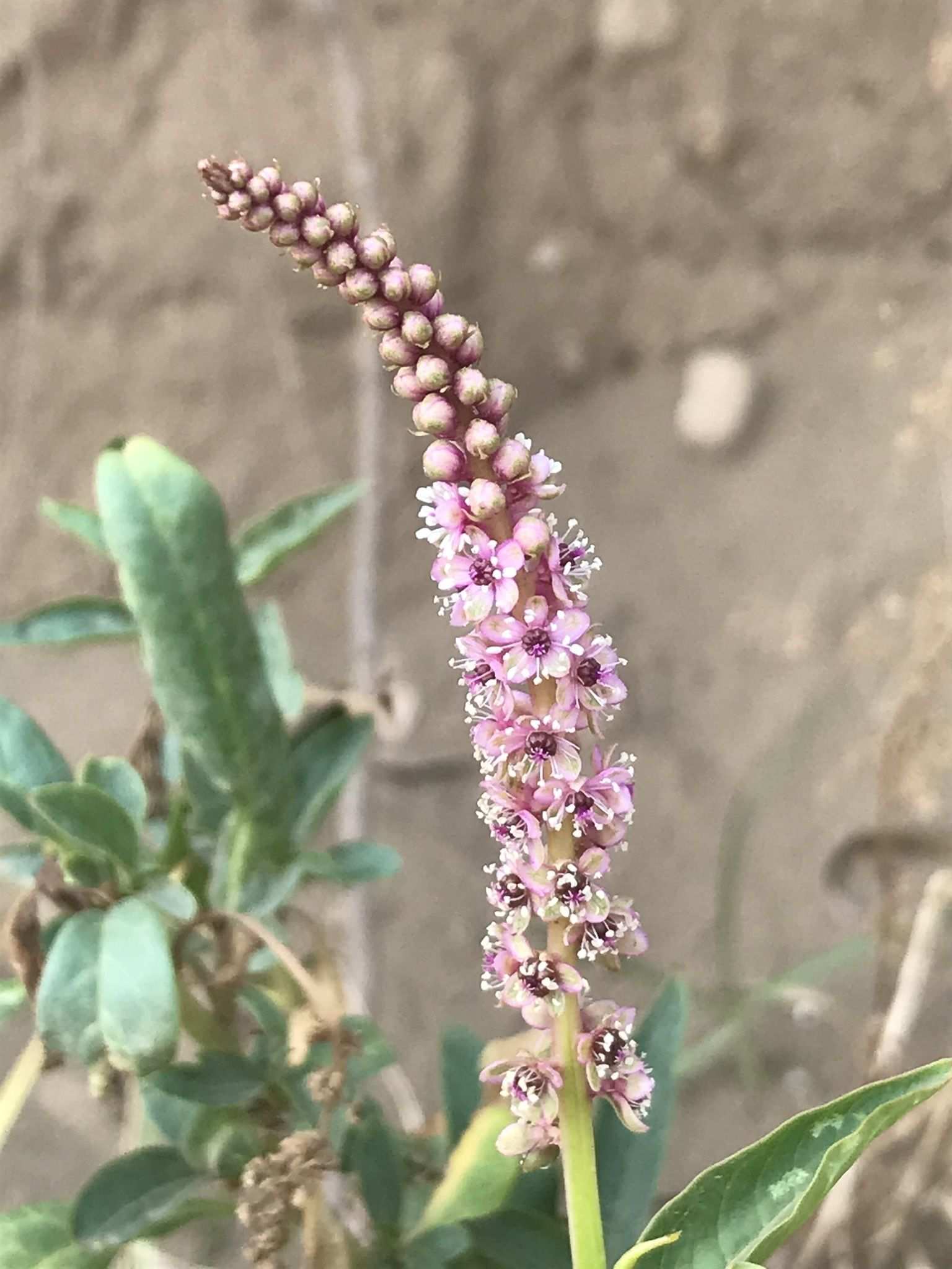Phytolacca icosandra