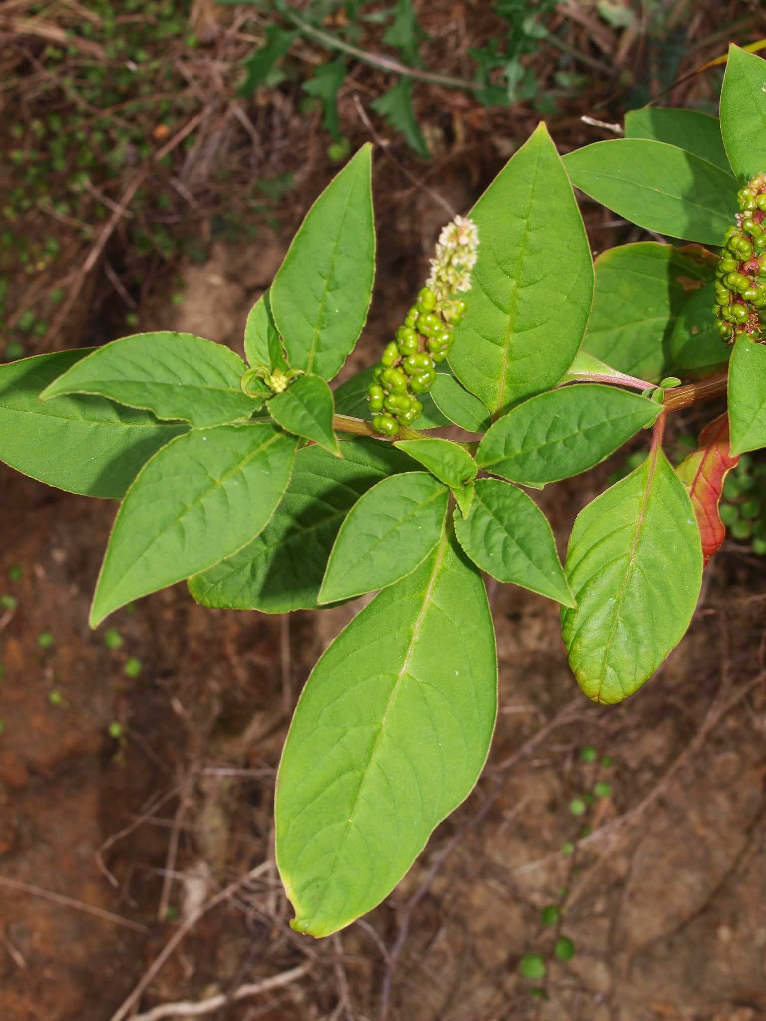 Phytolacca octandra