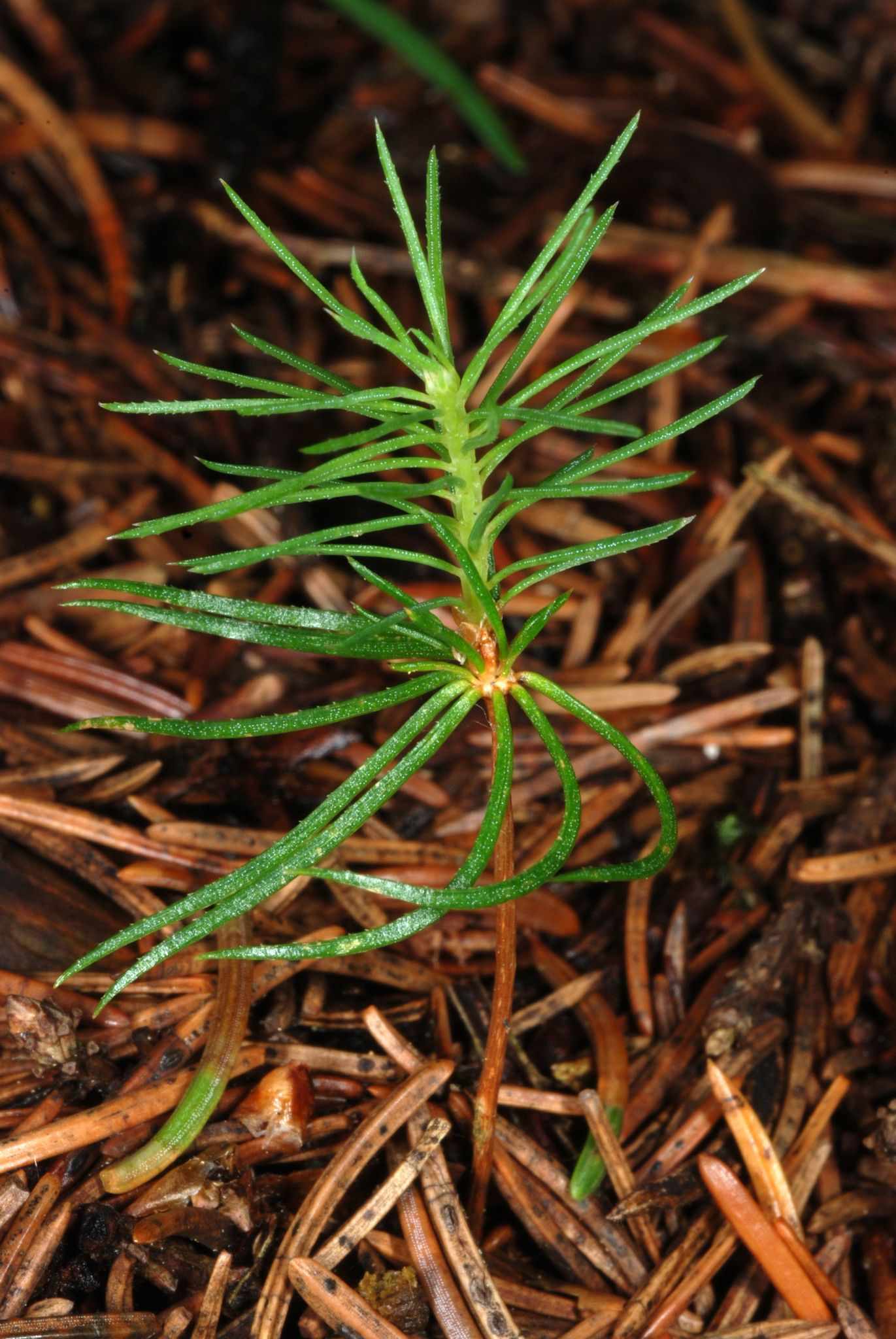 Picea
