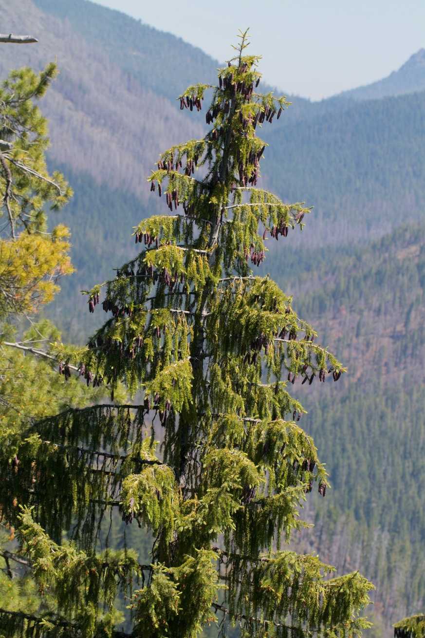 Picea breweriana