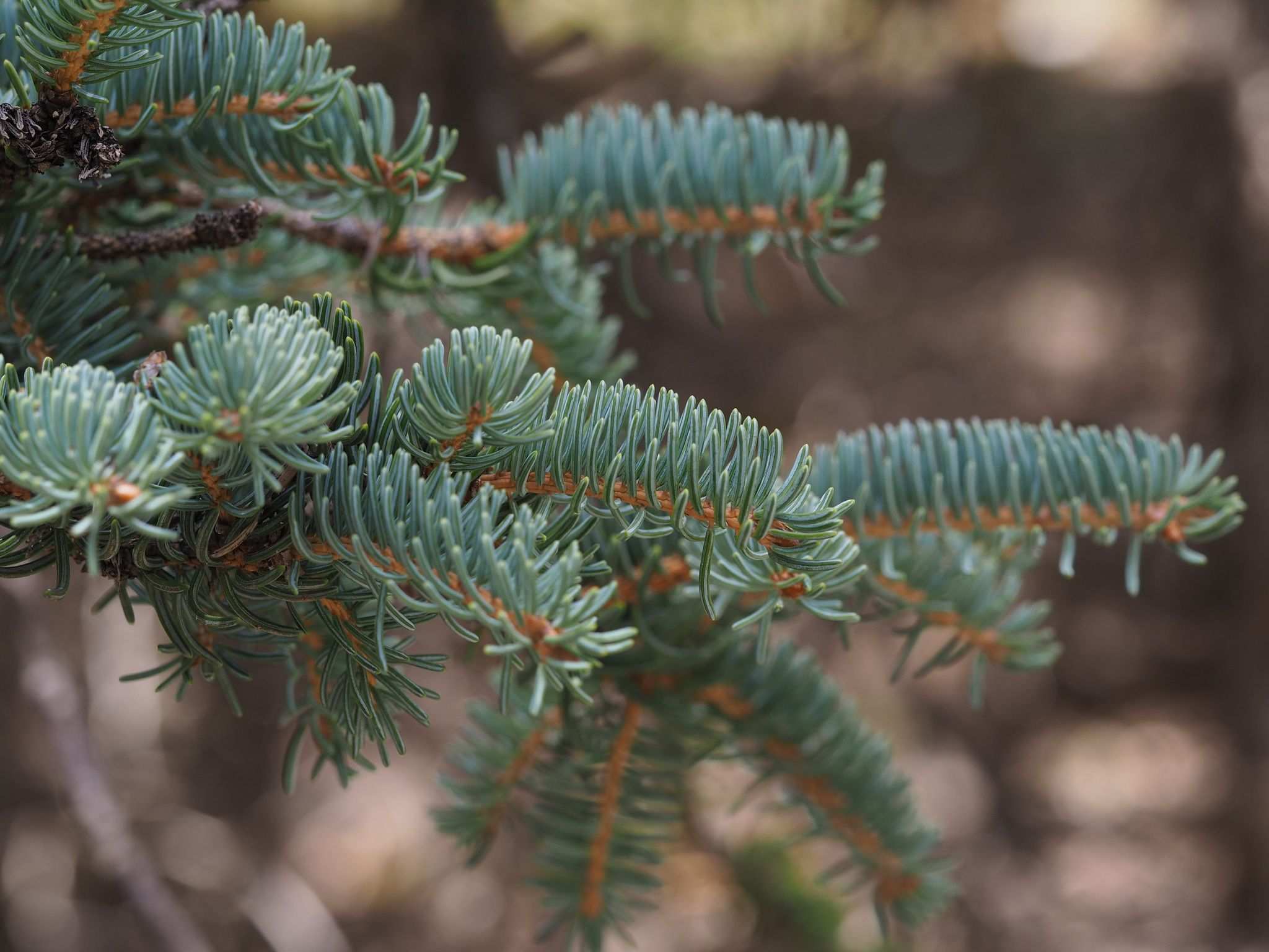 Picea crassifolia