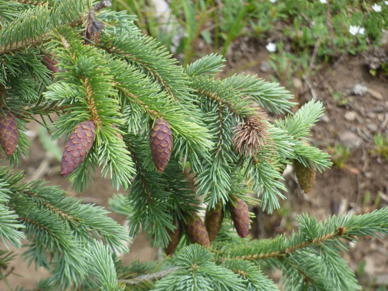 Picea engelmannii