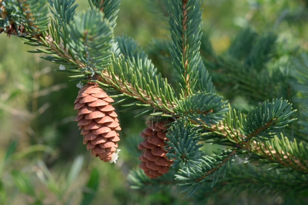 Picea glauca