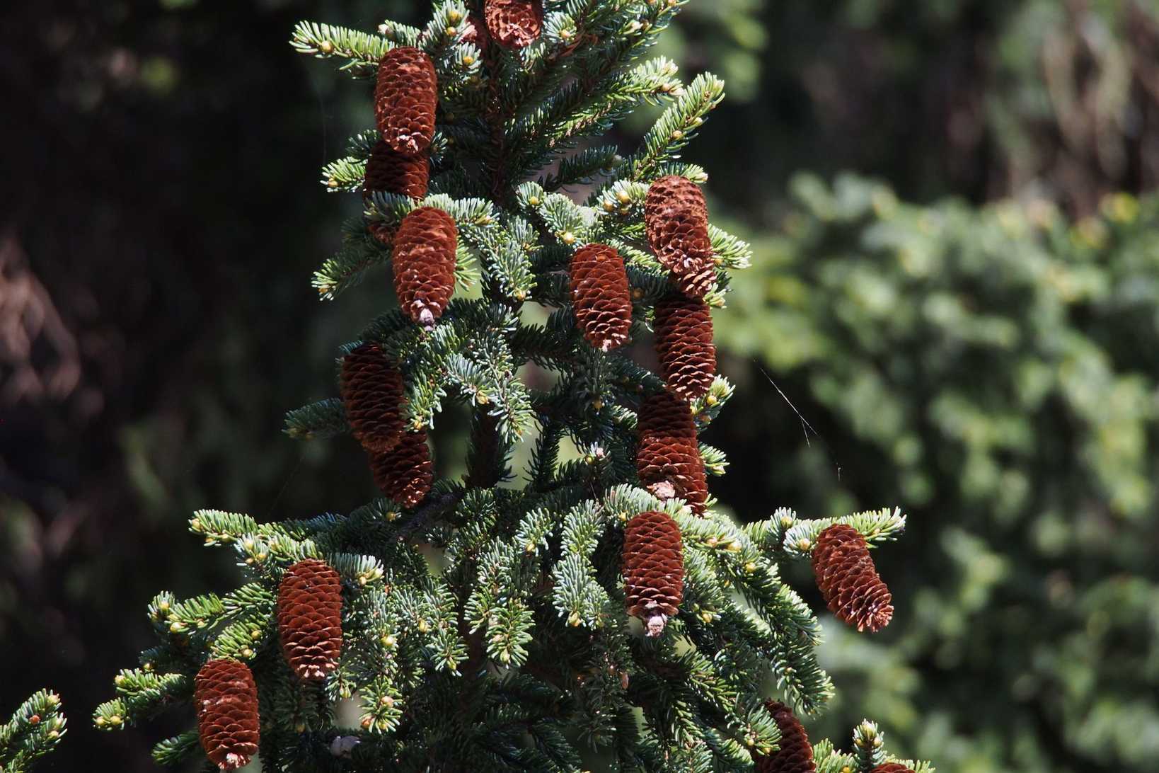 Picea glehnii