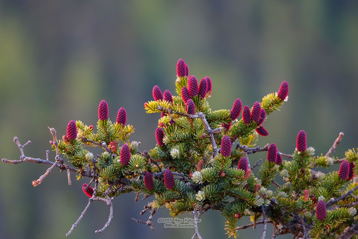 Picea jezoensis