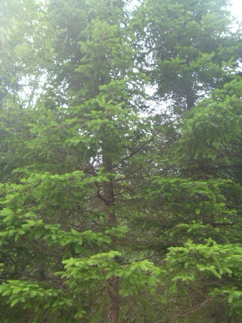 Picea koraiensis
