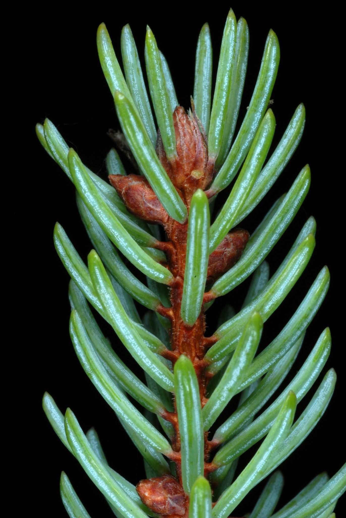 Picea mariana