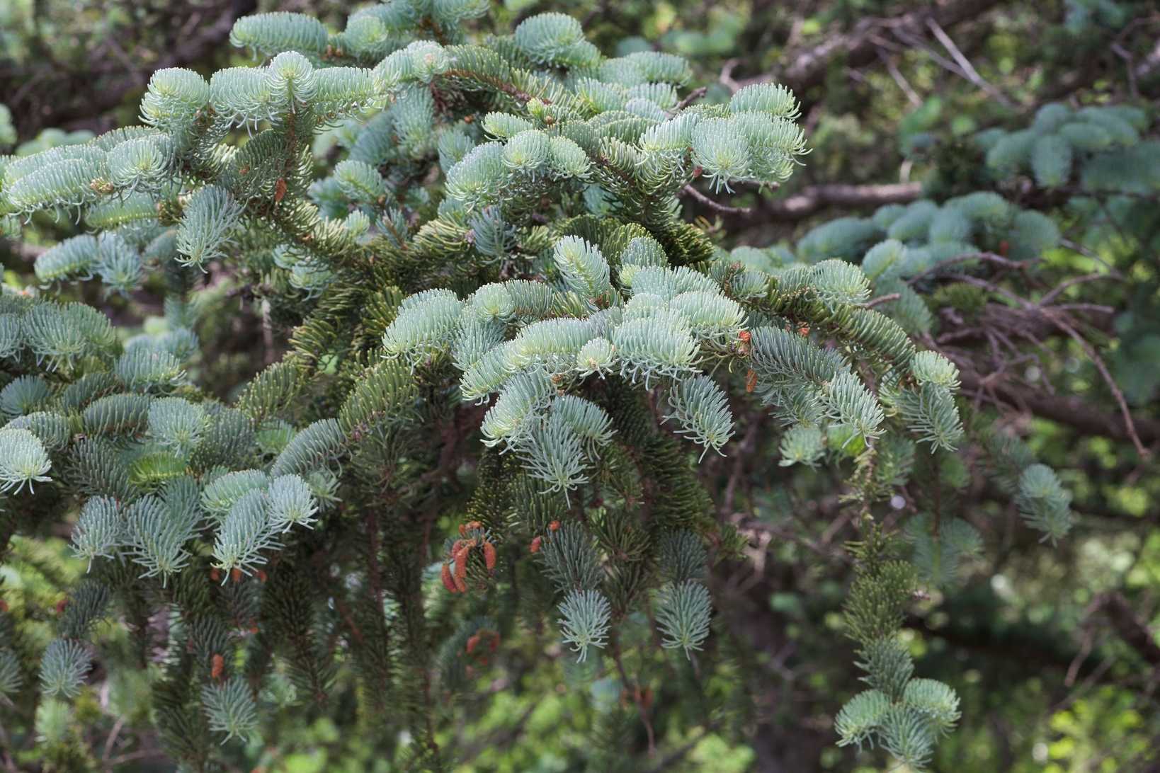 Picea meyeri