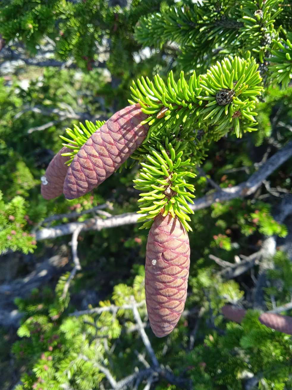 Picea obovata