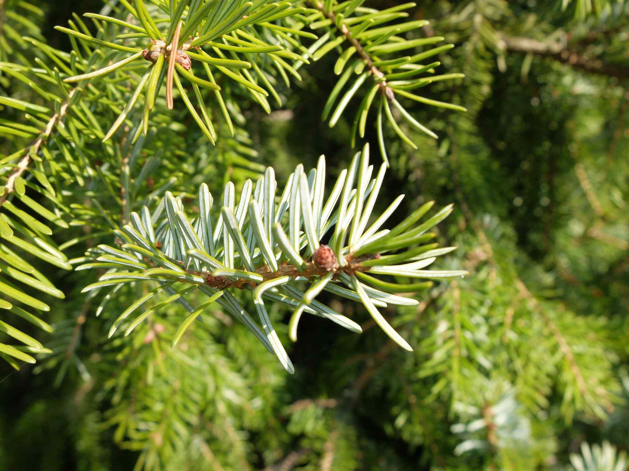 Picea omorika