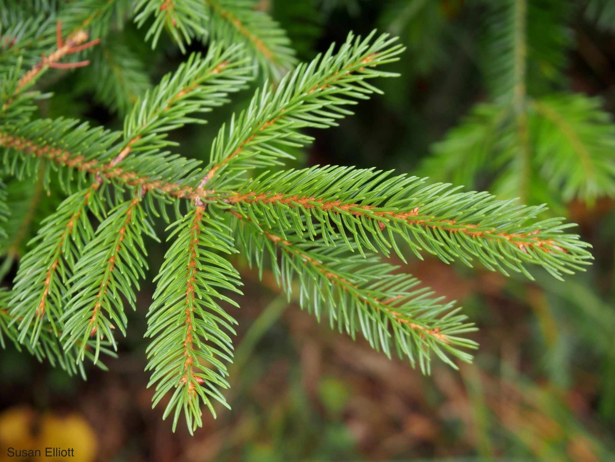 Picea rubens