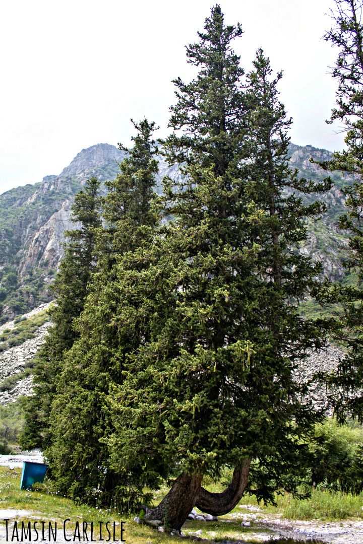 Picea schrenkiana