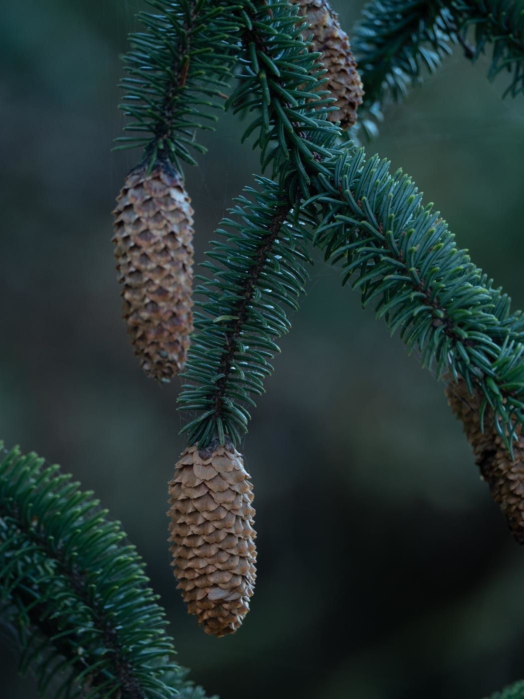 Picea sitchensis