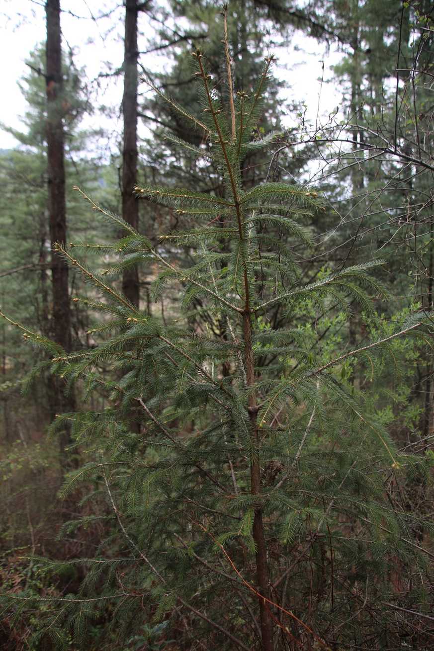 Picea sp.