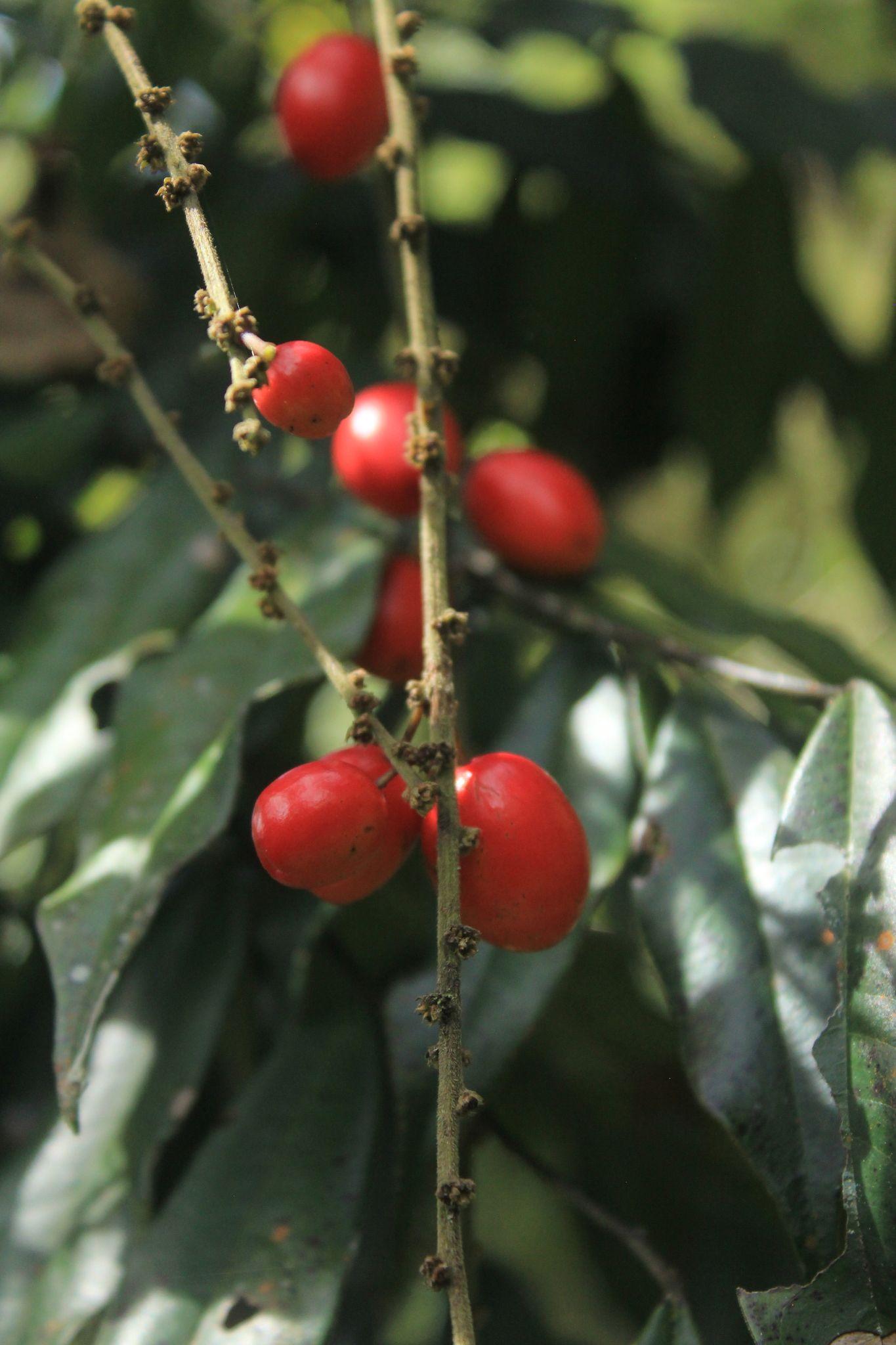 Picramnia sp.