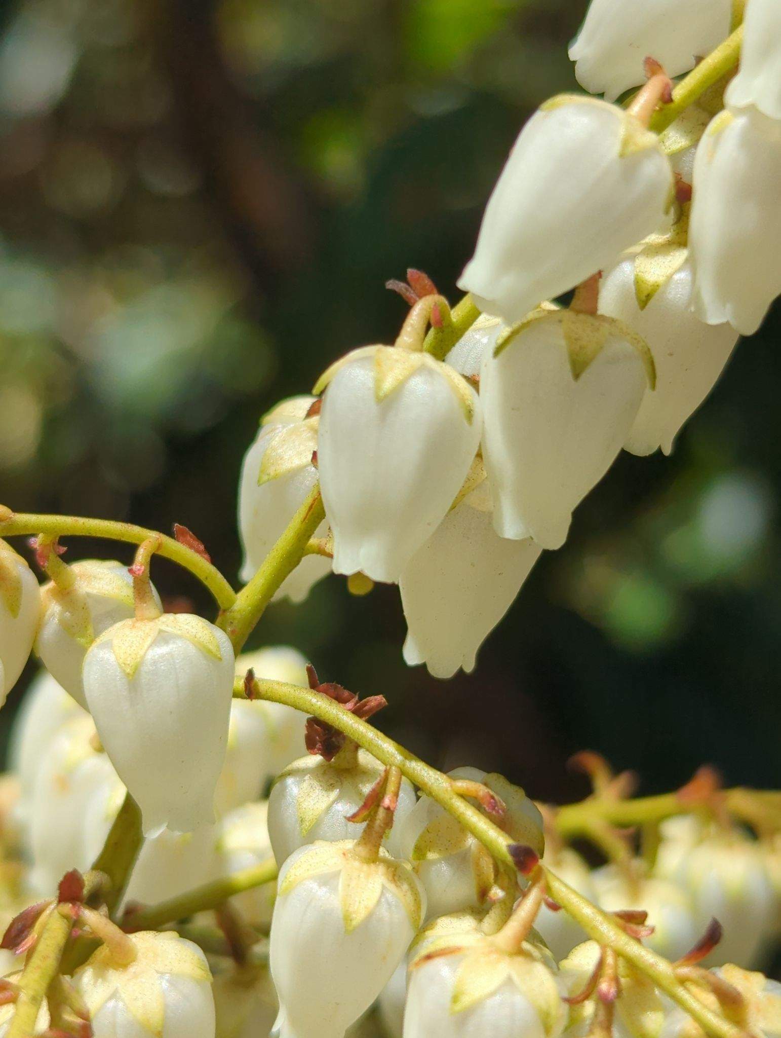 Pieris formosa