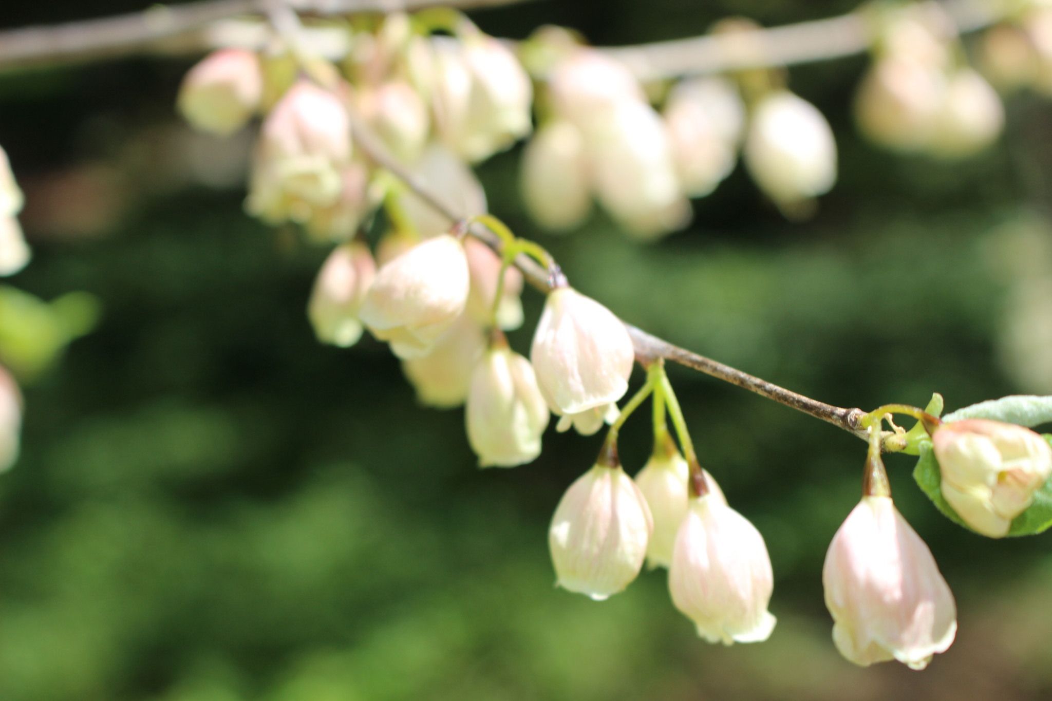 Pieris japonica