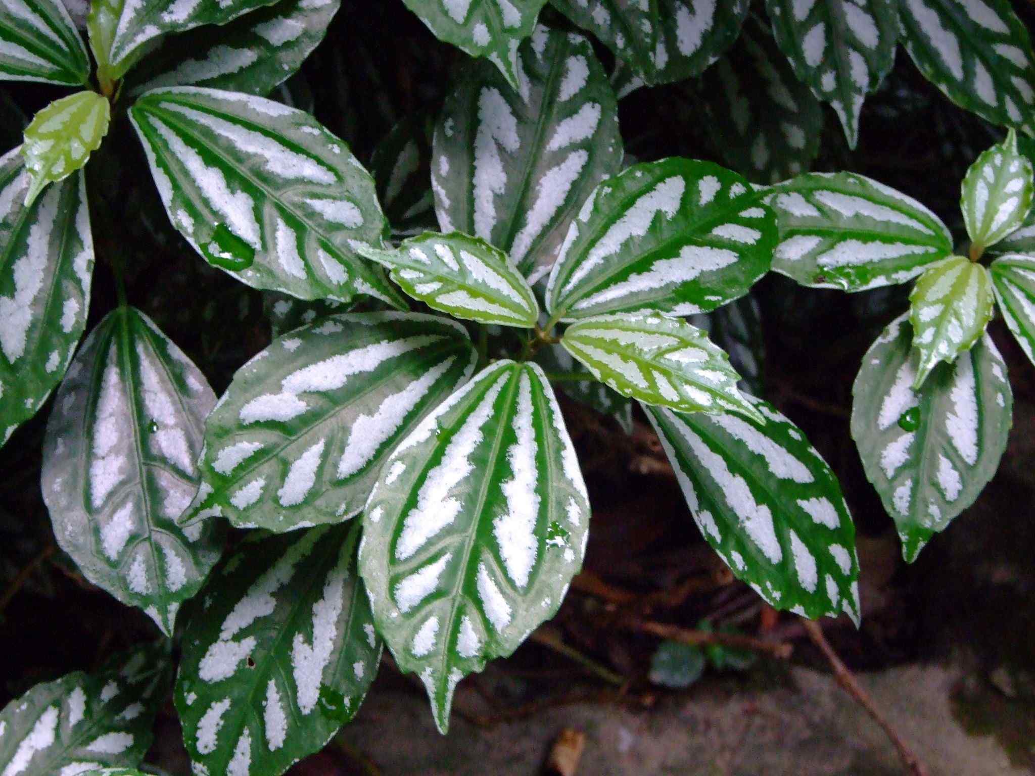 Pilea cadierei