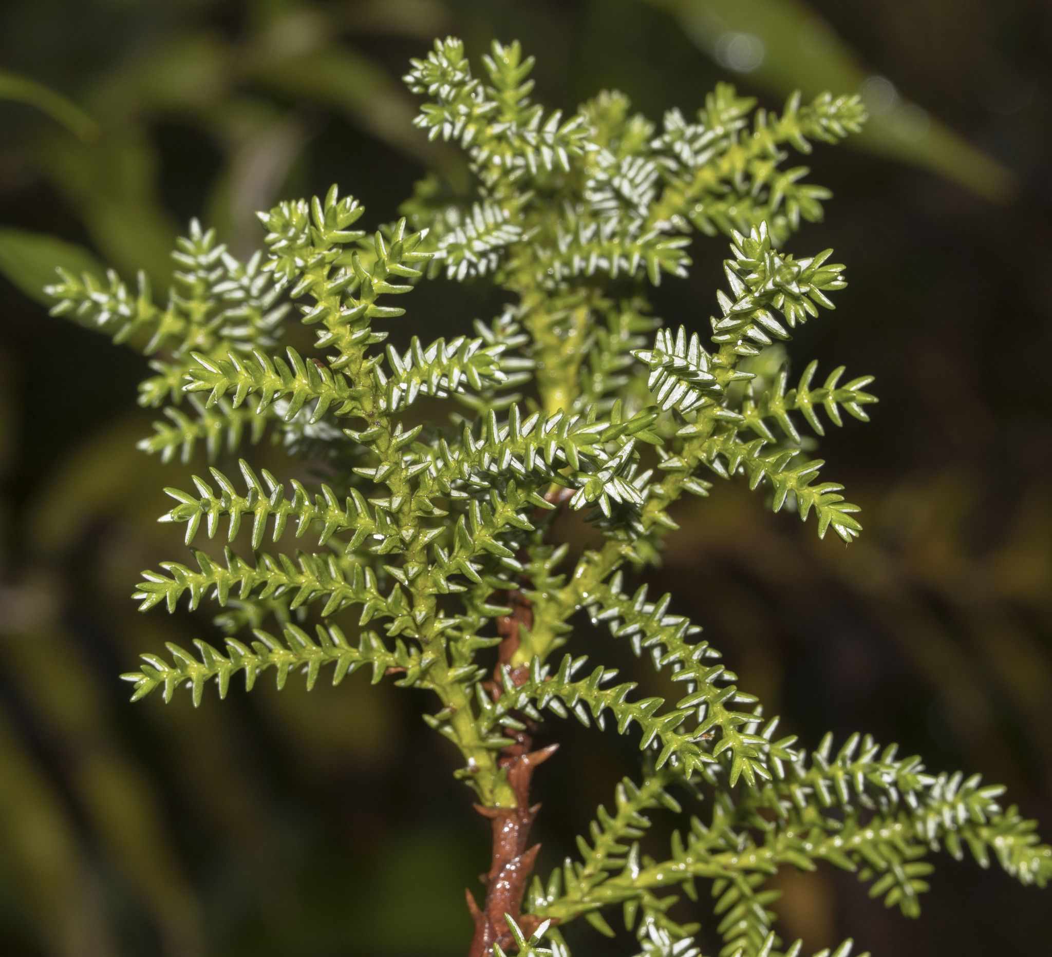 Pilgerodendron uviferum