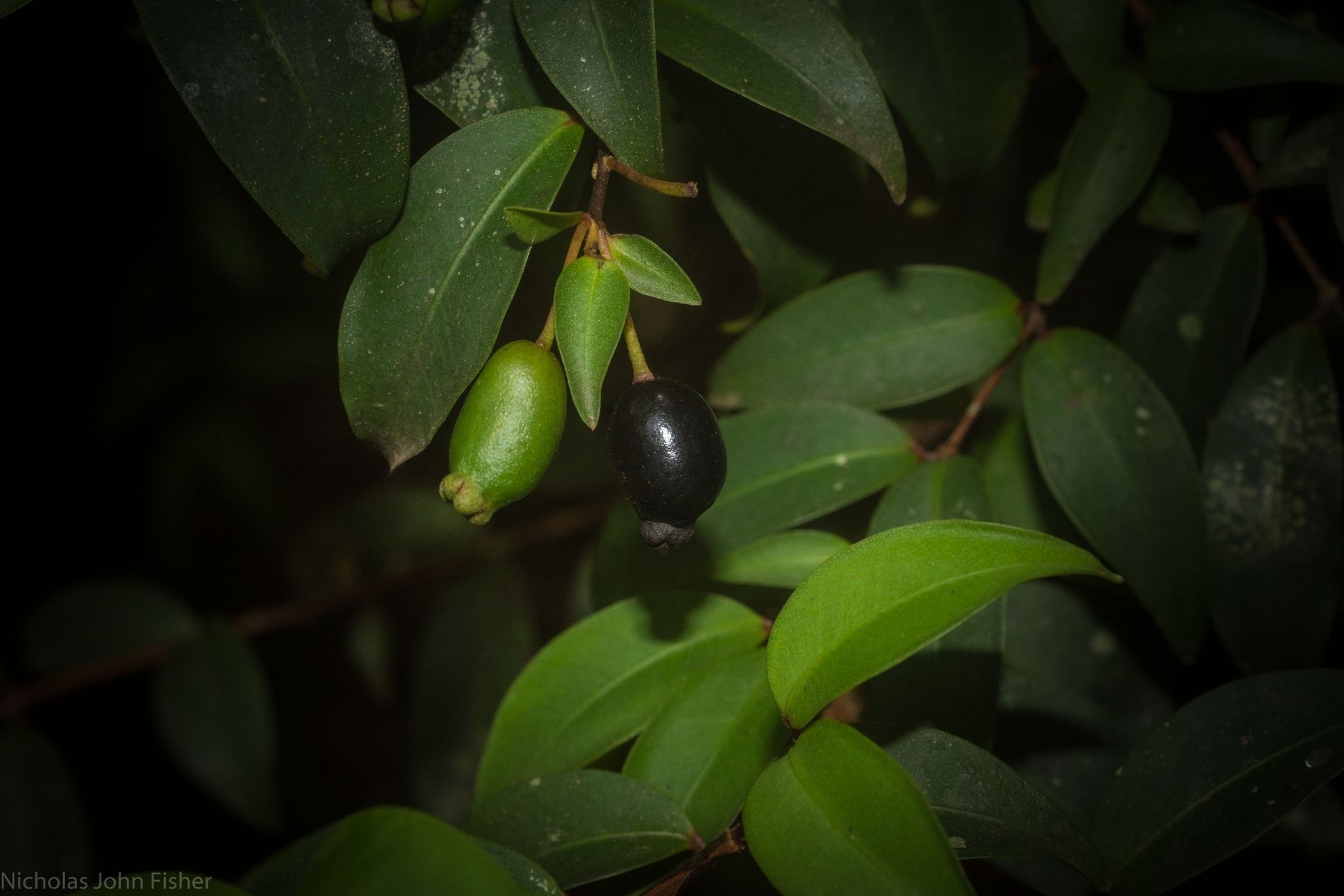 Pilidiostigma glabrum