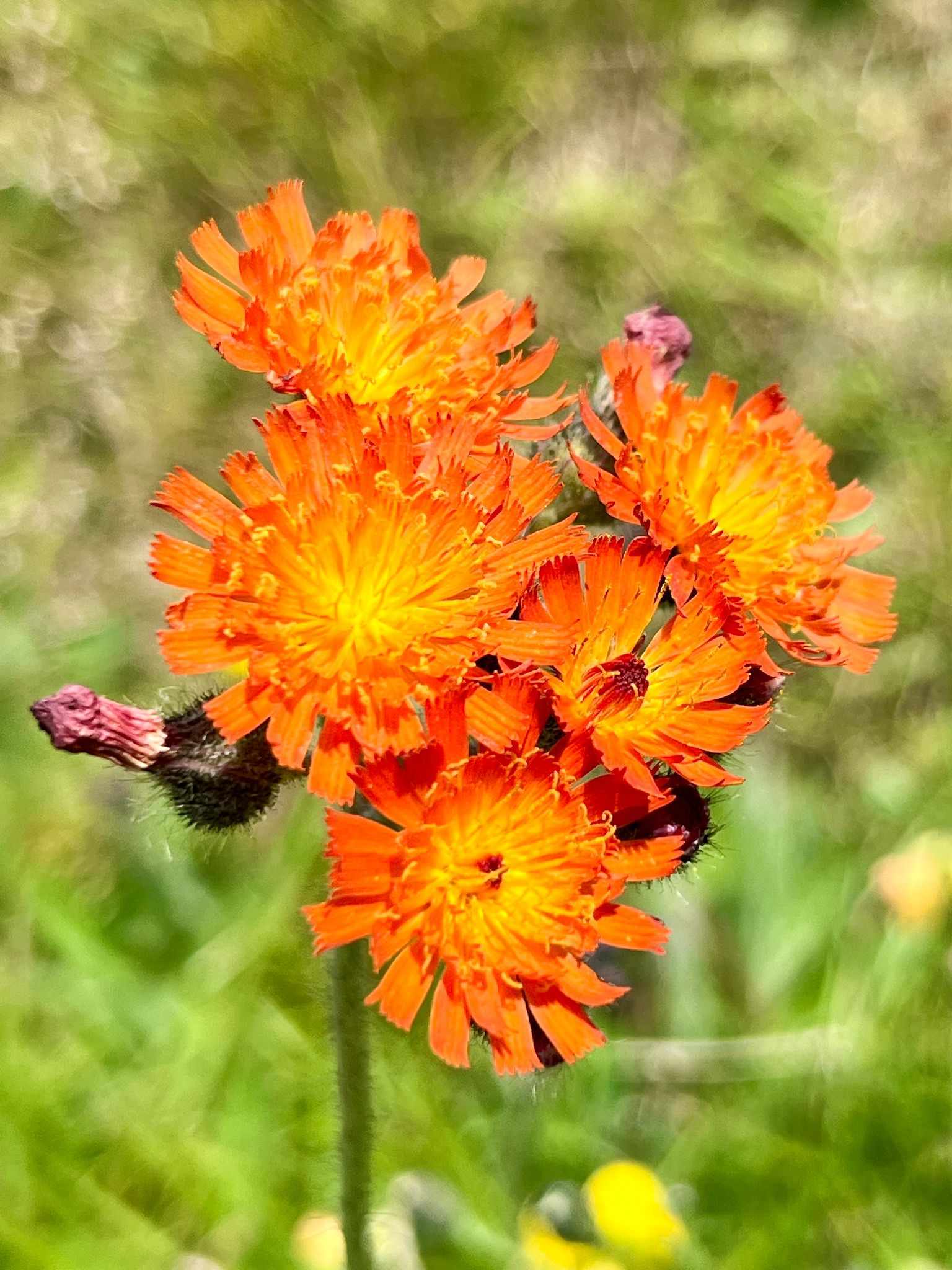 Pilosella aurantiaca