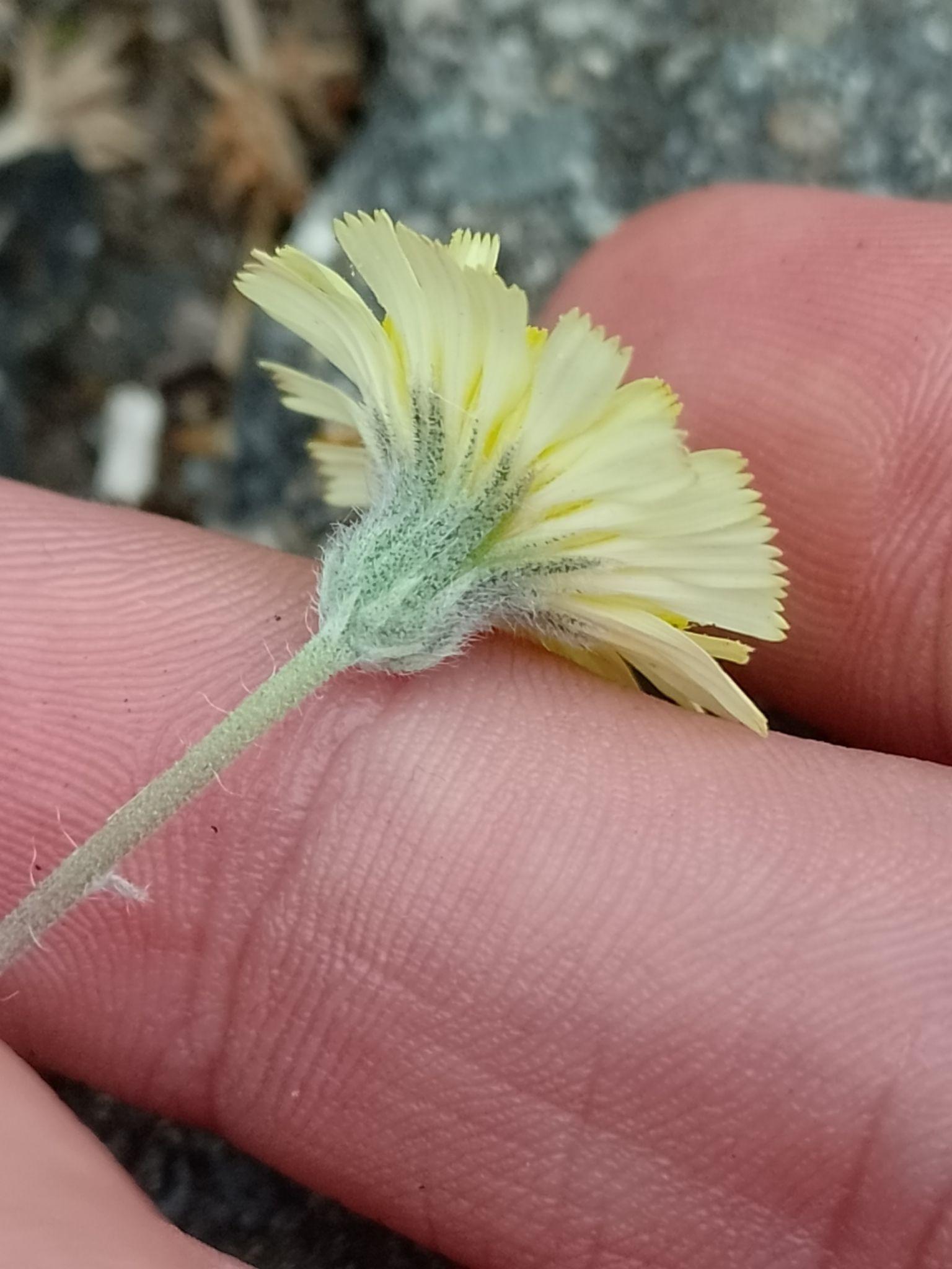 Pilosella officinarum