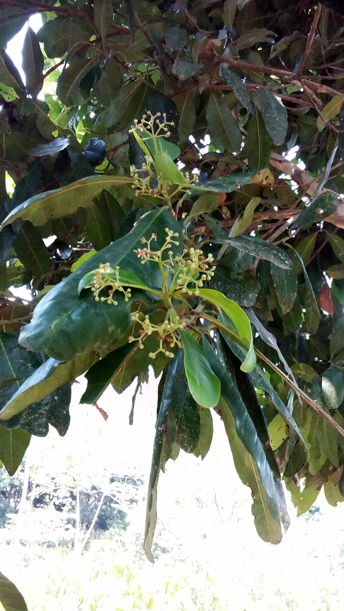 Pimenta dioica