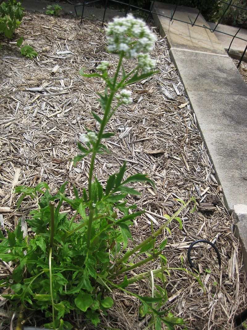 Pimpinella anisum