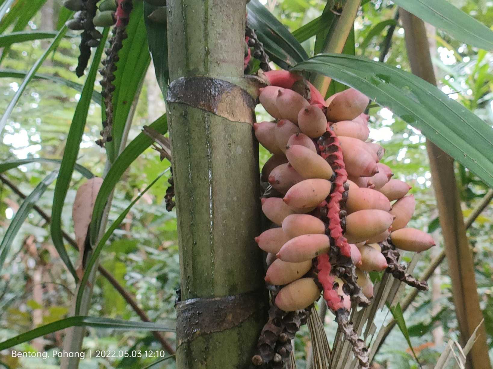Pinanga coronata