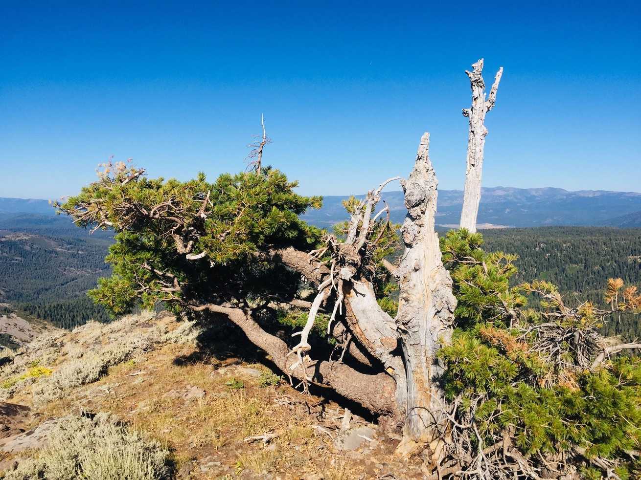 Pinus albicaulis
