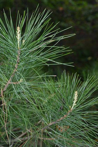 Pinus armandii