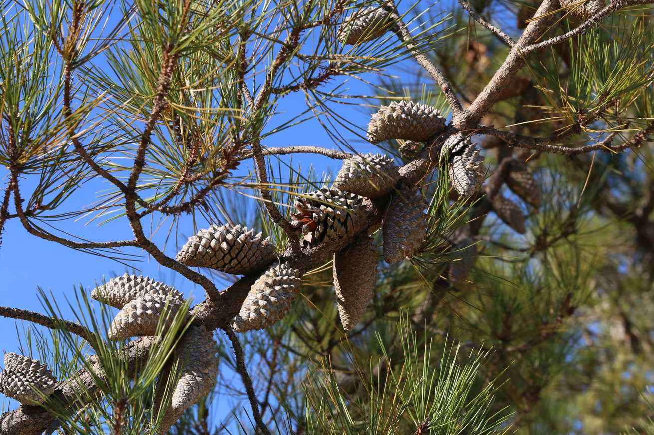 Pinus attenuata