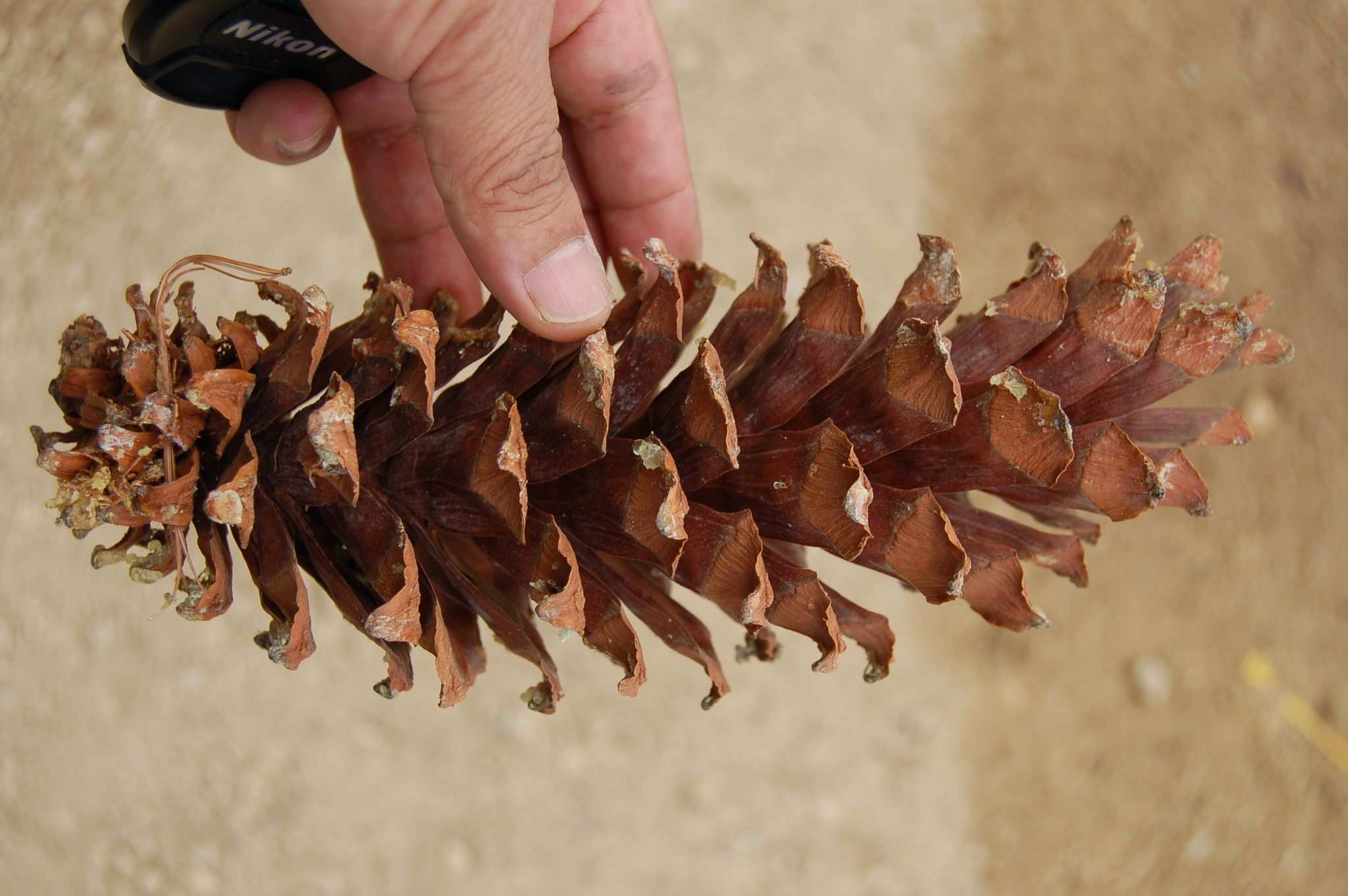 Pinus ayacahuite