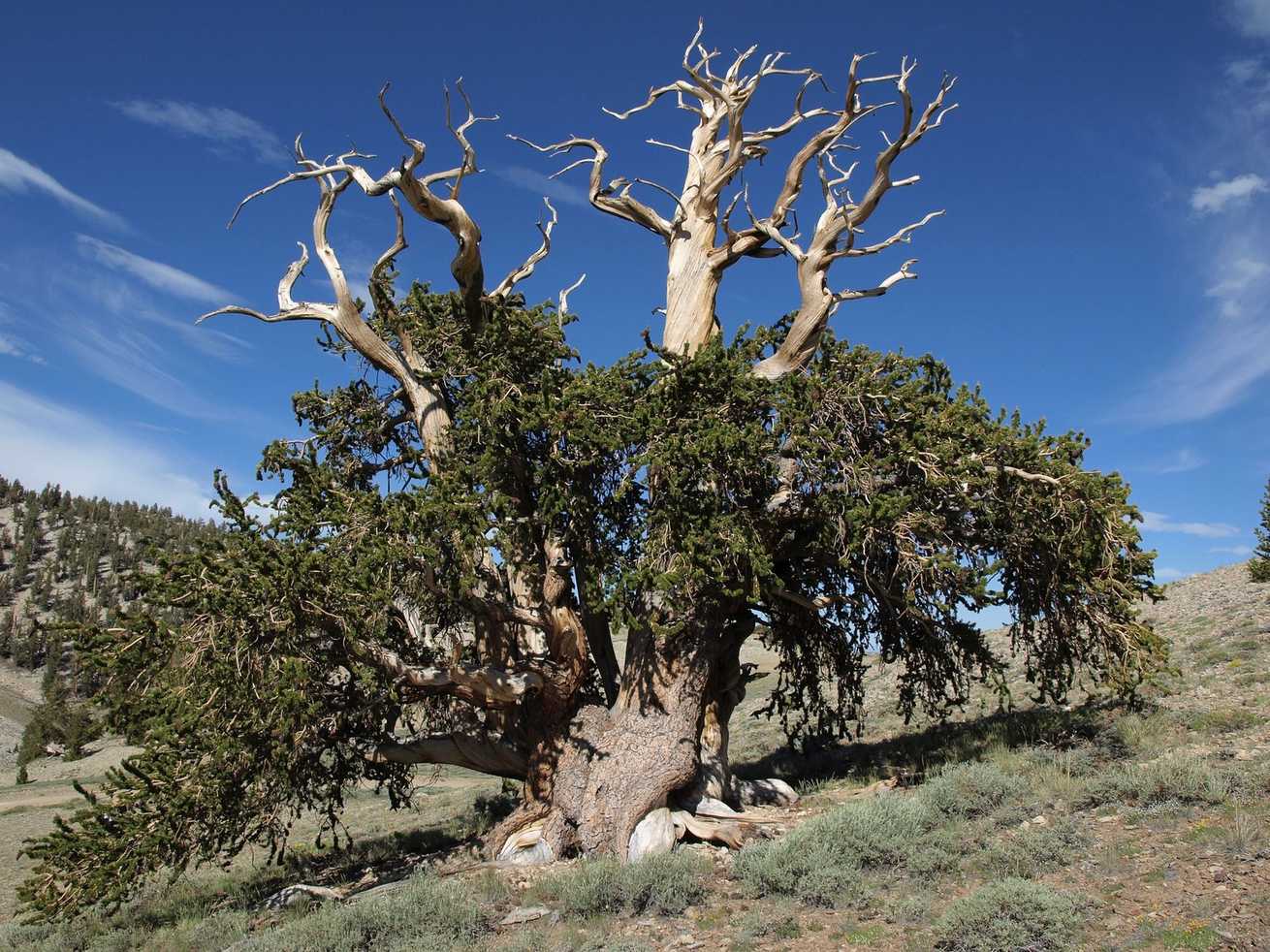 Pinus balfouriana