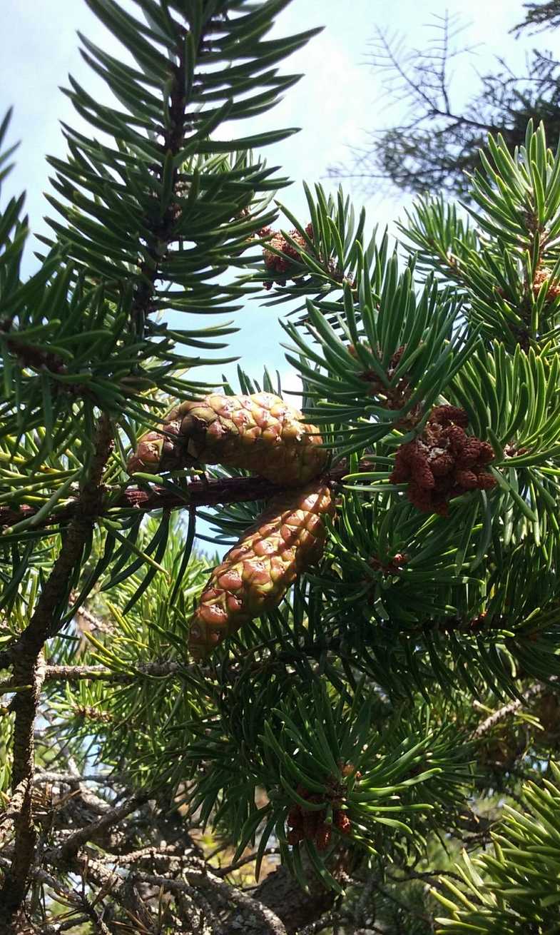 Pinus banksiana