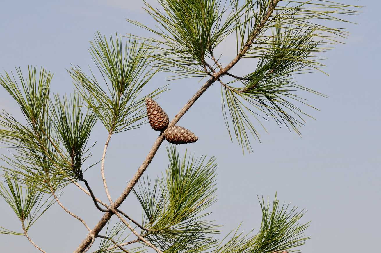 Pinus brutia