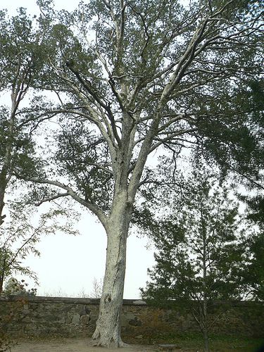 Pinus bungeana