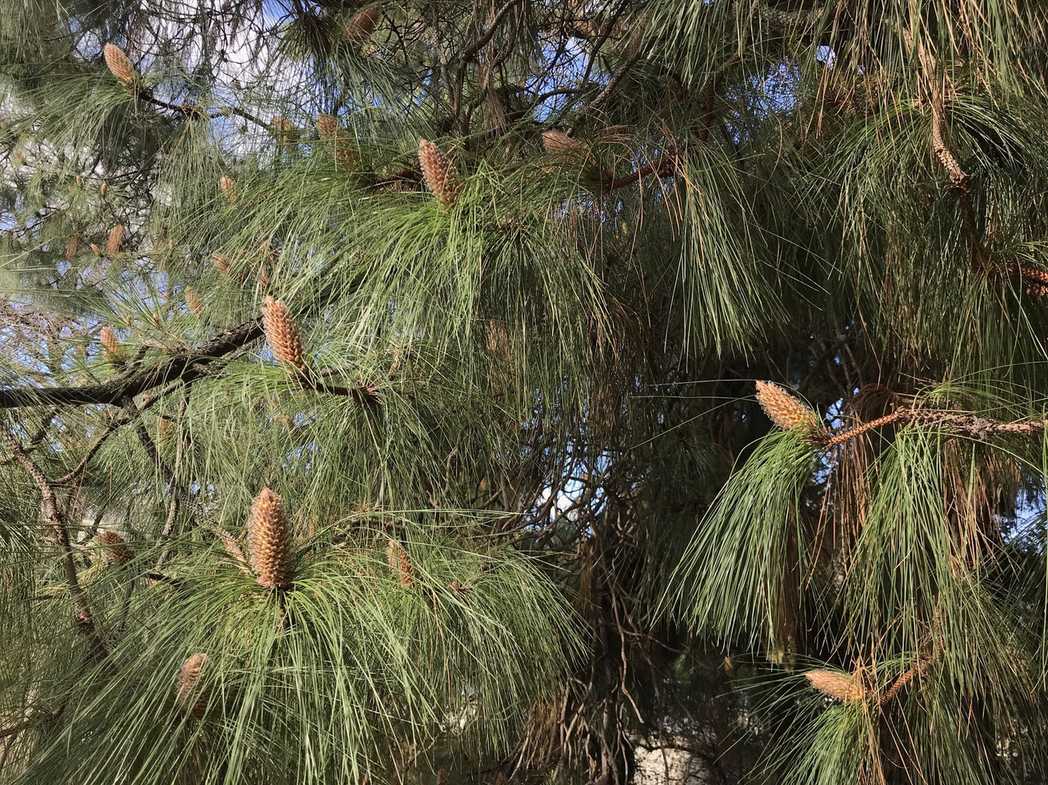 Pinus canariensis