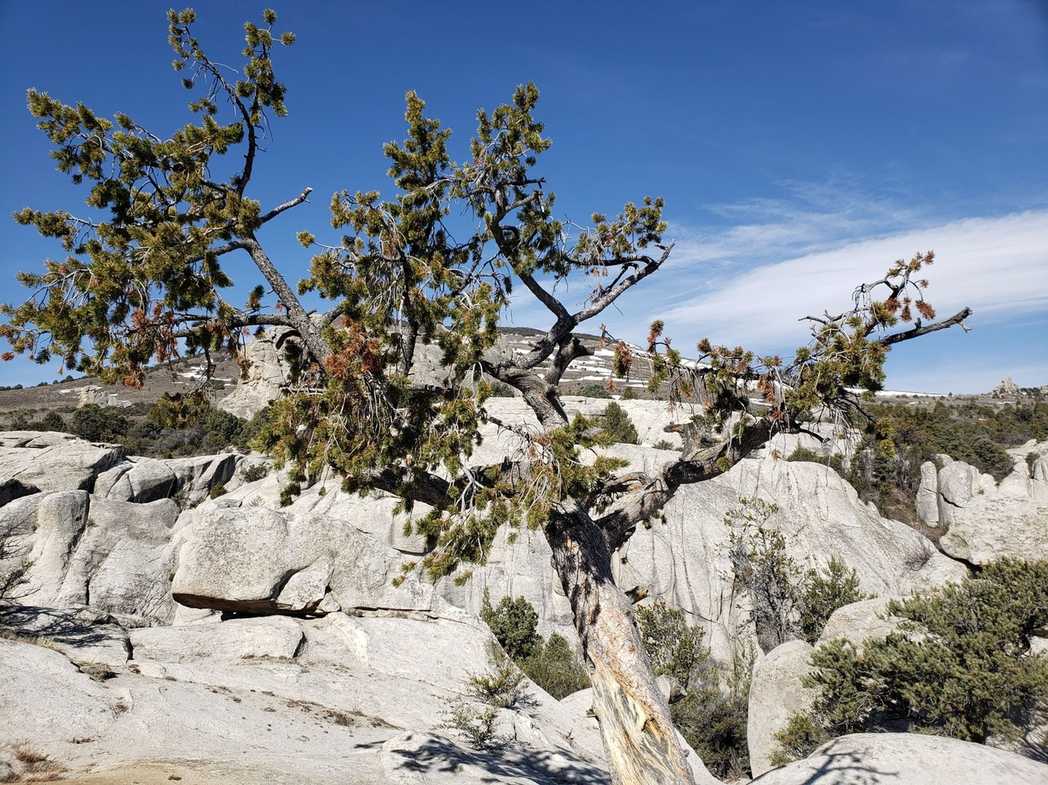 Pinus cembra